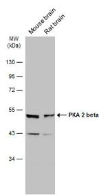 PRKAR2B Antibody in Western Blot (WB)