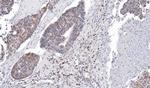 DRIL1 Antibody in Immunohistochemistry (Paraffin) (IHC (P))