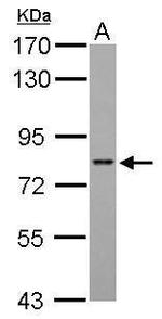 DRIL1 Antibody in Western Blot (WB)