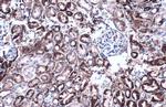 GluD1 Antibody in Immunohistochemistry (Paraffin) (IHC (P))