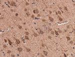 GluD1 Antibody in Immunohistochemistry (Paraffin) (IHC (P))