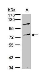 MZF1 Antibody in Western Blot (WB)