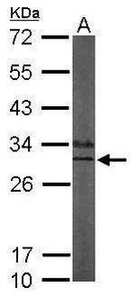 KChIP3 Antibody in Western Blot (WB)