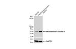 Monoamine Oxidase B Antibody in Western Blot (WB)