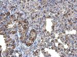 Monoamine Oxidase B Antibody in Immunohistochemistry (Paraffin) (IHC (P))