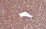 Monoamine Oxidase B Antibody in Immunohistochemistry (Paraffin) (IHC (P))