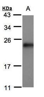 Sorcin Antibody in Western Blot (WB)