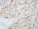 GLRA1 Antibody in Immunohistochemistry (Paraffin) (IHC (P))