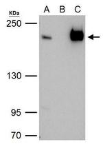 TAF172 Antibody in Immunoprecipitation (IP)
