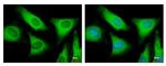 eIF2 beta Antibody in Immunocytochemistry (ICC/IF)