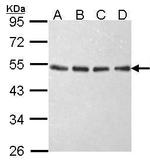 eIF2 beta Antibody in Western Blot (WB)