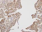 AMPK beta-1 Antibody in Immunohistochemistry (Paraffin) (IHC (P))