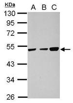 TXNDC5 Antibody in Western Blot (WB)