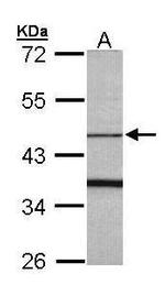 FBXO15 Antibody in Western Blot (WB)