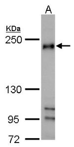 FIP200 Antibody in Western Blot (WB)