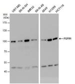 FGFR1 Antibody in Western Blot (WB)