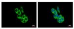 FRK Antibody in Immunocytochemistry (ICC/IF)