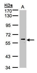 MAPK15 Antibody in Western Blot (WB)