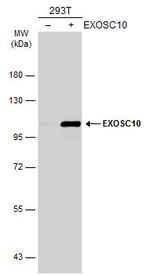 EXOSC10 Antibody in Western Blot (WB)