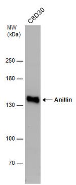 Anillin Antibody in Western Blot (WB)