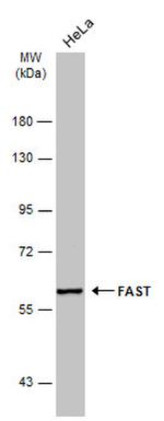 FASTK Antibody in Western Blot (WB)