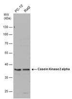 CK2 alpha-1 Antibody in Western Blot (WB)