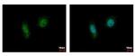 CK2 alpha-1 Antibody in Immunocytochemistry (ICC/IF)