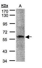 PRAM1 Antibody in Western Blot (WB)