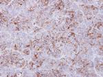 GALR3 Antibody in Immunohistochemistry (Paraffin) (IHC (P))