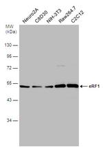 eRF1 Antibody in Western Blot (WB)