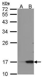 REG3A Antibody in Western Blot (WB)