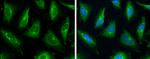 P-Glycoprotein Antibody in Immunocytochemistry (ICC/IF)