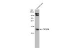CXCL14 Antibody in Western Blot (WB)