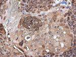 CXCL13 Antibody in Immunohistochemistry (Paraffin) (IHC (P))