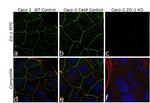 ZO-1 Antibody