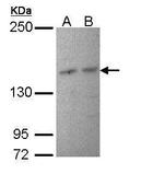 PIK3R4 Antibody in Western Blot (WB)