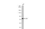 p73 Antibody in Western Blot (WB)