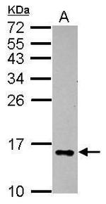 Galectin 2 Antibody in Western Blot (WB)