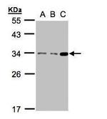 Bcl-10 Antibody in Western Blot (WB)