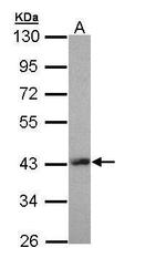 LHX8 Antibody in Western Blot (WB)