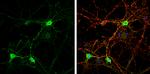 Caspr2 Antibody in Immunocytochemistry (ICC/IF)