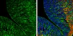 Caspr2 Antibody in Immunohistochemistry (Frozen) (IHC (F))