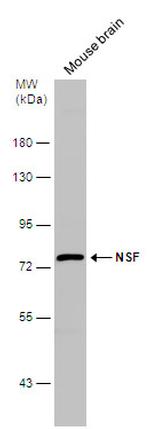 NSF Antibody in Western Blot (WB)