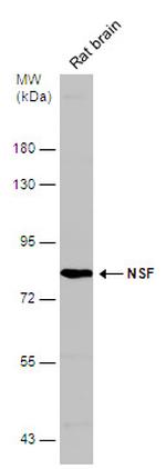 NSF Antibody in Western Blot (WB)