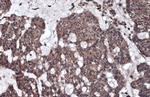 LYAG Antibody in Immunohistochemistry (Paraffin) (IHC (P))