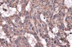 LYAG Antibody in Immunohistochemistry (Paraffin) (IHC (P))