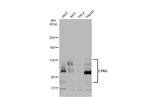 LYAG Antibody in Western Blot (WB)