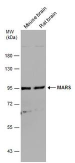 MARS Antibody in Western Blot (WB)