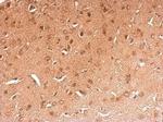 RBFOX1 Antibody in Immunohistochemistry (Paraffin) (IHC (P))