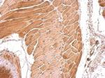 RBFOX1 Antibody in Immunohistochemistry (Paraffin) (IHC (P))